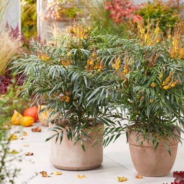 mahonia volcano (10)